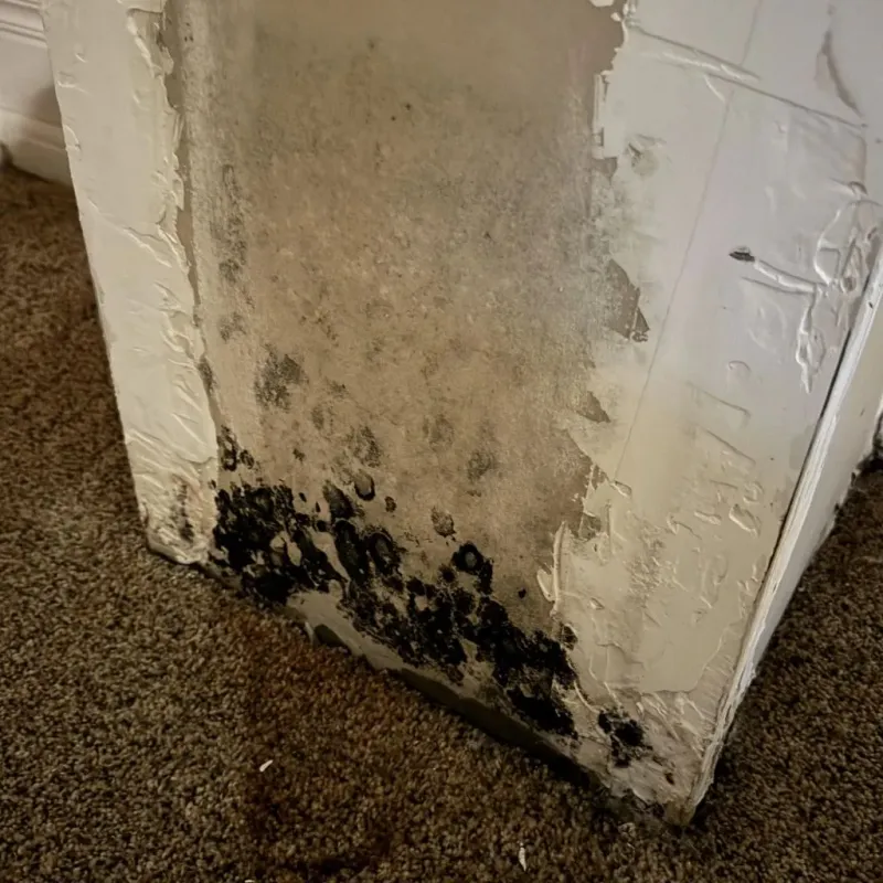 Professional Mold Removal in Forest City, FL